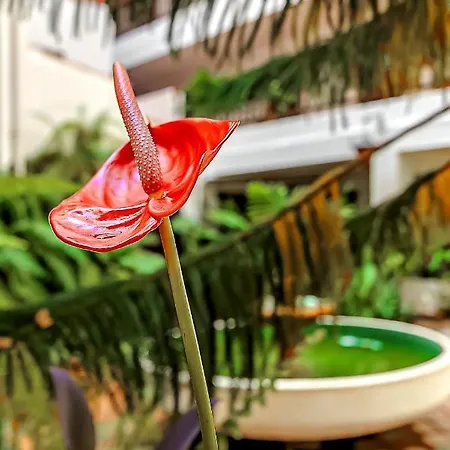 Home2book Center Puerto de la Cruz (Tenerife)